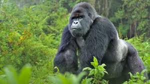 Mountain Gorilla